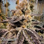 Humboldt Seed Organization Black Rainbow Sherbert