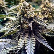 Humboldt Seed Organization Chocolate Mint OG 2.0