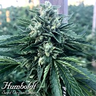 Humboldt Seed Organization Cinnamon Buddha OG