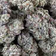 Humboldt Seed Organization Double Fire Headband