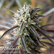 Humboldt Seed Organization Florida Gaspack