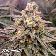 Humboldt Seed Organization FAST FLOWERING Forbidden Fruit