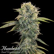 Humboldt Seed Organization FAST FLOWERING Geist OG