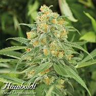 Humboldt Seed Organization Green Crack 2.0