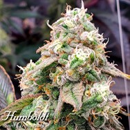 Humboldt Seed Organization FAST FLOWERING Gushers