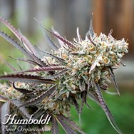 Humboldt Seed Organization FAST FLOWERING Ice Cream Cake