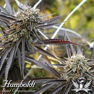 Humboldt Seed Organization Mendo Gaspack