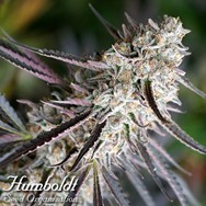 Humboldt Seed Organization FAST FLOWERING Peanut Butter Breath