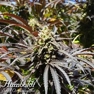 Humboldt Seed Organization FAST FLOWERING Runtz