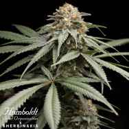 Humboldt Seed Organization Sunrise Sherbert