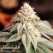 Humboldt Seed Organization Sunset Bride