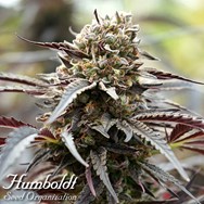 Humboldt Seed Organization FAST FLOWERING White Runtz