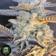 In House Genetics Cakes n Cream