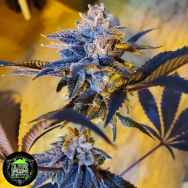 In House Genetics Double Kush Breath