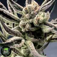 In House Genetics Iced Bananas