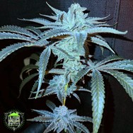 In House Genetics Loud Cake