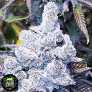 In House Genetics Slurricane #7 S1