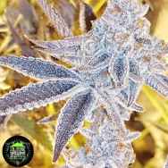 In House Genetics Platinum Dosi