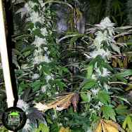 In House Genetics Platinum Gorilla