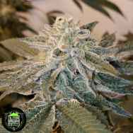 Strain jmo weed JMO from