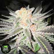 In House Genetics Black Cherry Breath