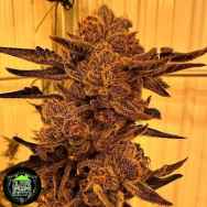 In House Genetics Black Cherry Flambe