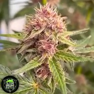 In House Genetics Blackcherry Sherb