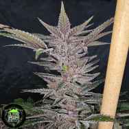 In House Genetics Black Cherry Urkle