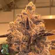 In House Genetics Cherry Bounce