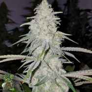 In House Genetics Cherry Gorilla F2
