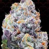 In House Genetics Color Of Space