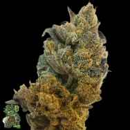 In House Genetics Cripto