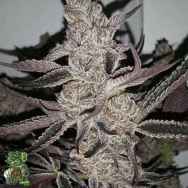 In House Genetics Cryptocane