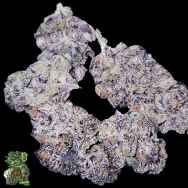 In House Genetics Dark Velvet