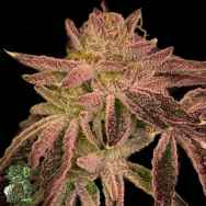 In House Genetics Deluxe Slurbet