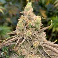 In House Genetics Deluxe Sugar Cane