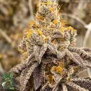 In House Genetics Dirty Kush Breath
