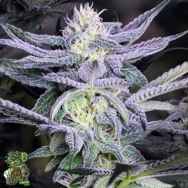 In House Genetics Divine Frost