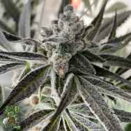 In House Genetics Divine Storm
