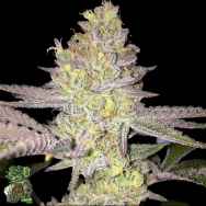 In House Genetics Doliath