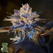 In House Genetics Double Kush Breath