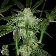 In House Genetics Dream Weaver