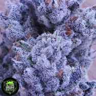 In House Genetics Drip City