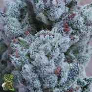 In House Genetics Drip City