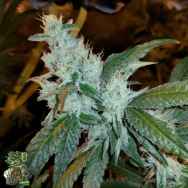 In House Genetics Dual OG