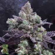 In House Genetics Electric Punch