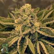 In House Genetics Fierce Animal