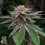 In House Genetics Forbidden Jelly