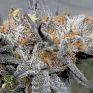 In House Genetics Forbidos