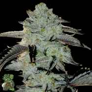 In House Genetics Frozen Gelato
